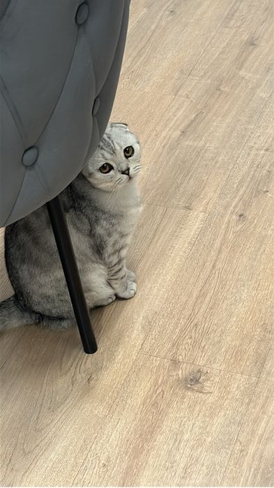 Шотландская вислоухая кошка