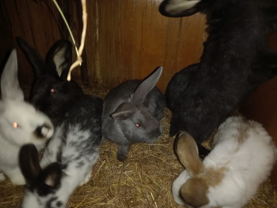 Iepurași de vânzare