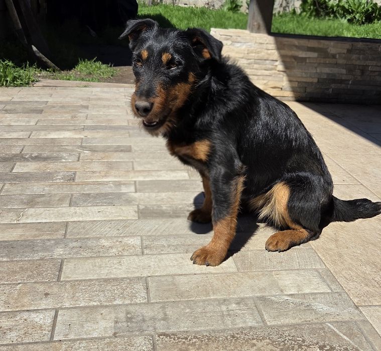 Vând cățelușă terrier