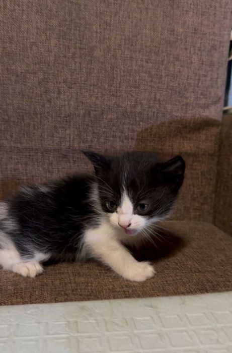 Котята, 1.5 месяца, девочки.