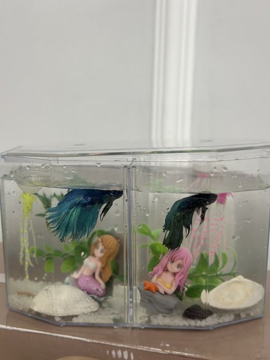 Продаю рыбок - Betta ~