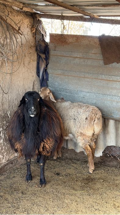 Продается бараны в кордае