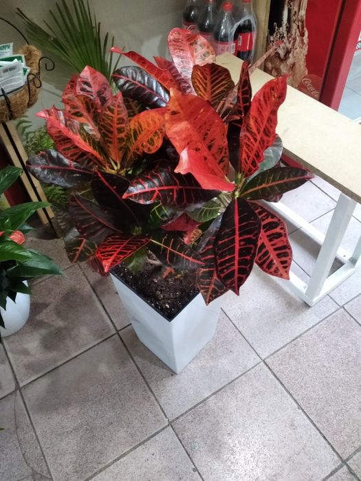 Кротон..тропическое растение