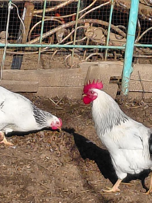 Кораз сатылады. Продается петух