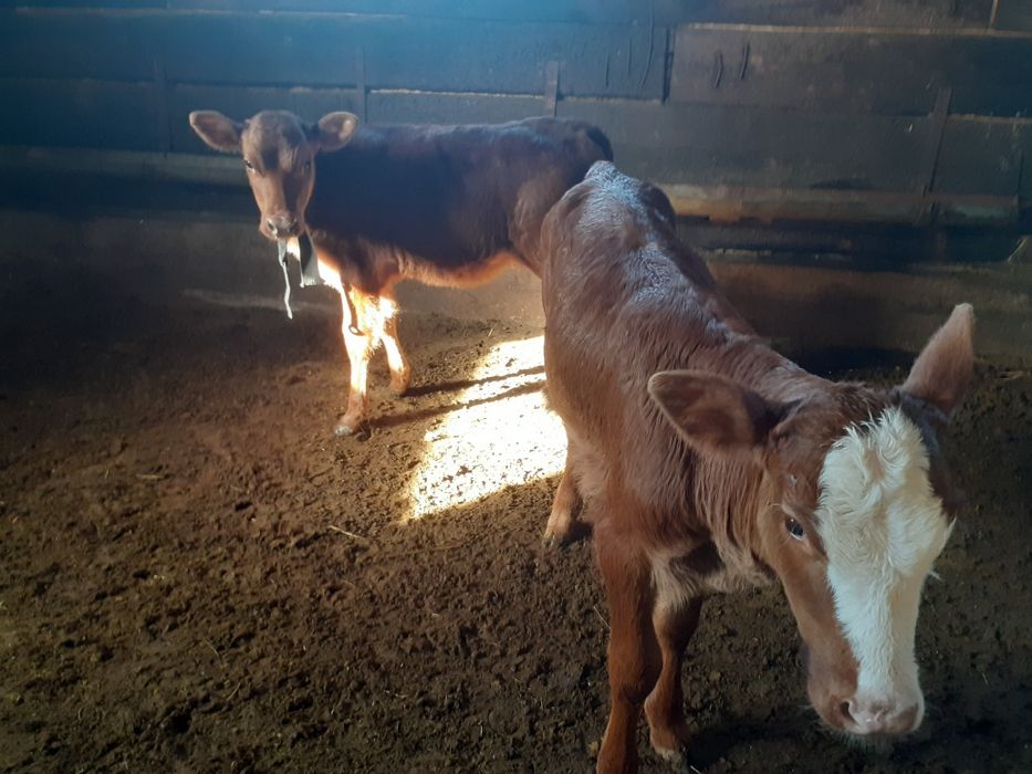 Продам телят 2 ургашы