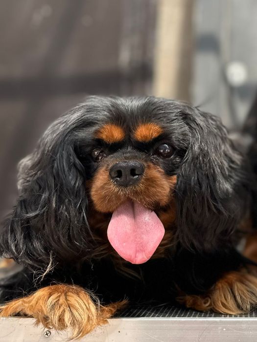 Кавалер кинг чарльз спаниель