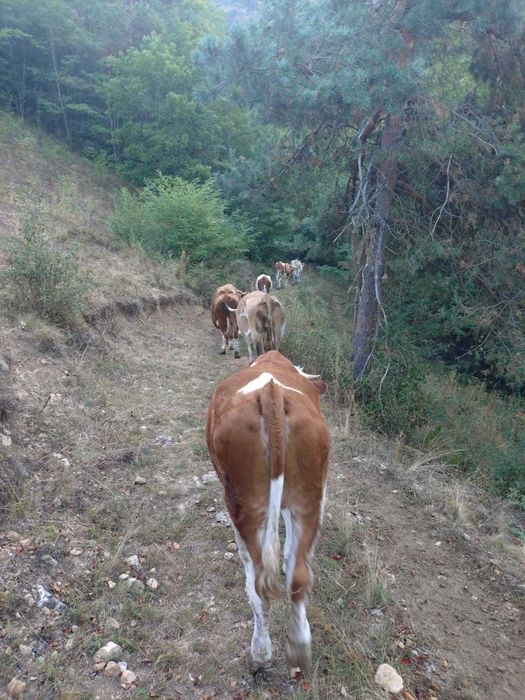 Vand 6 vaci si o juninca baltata romaneasca inscrise in COOP
