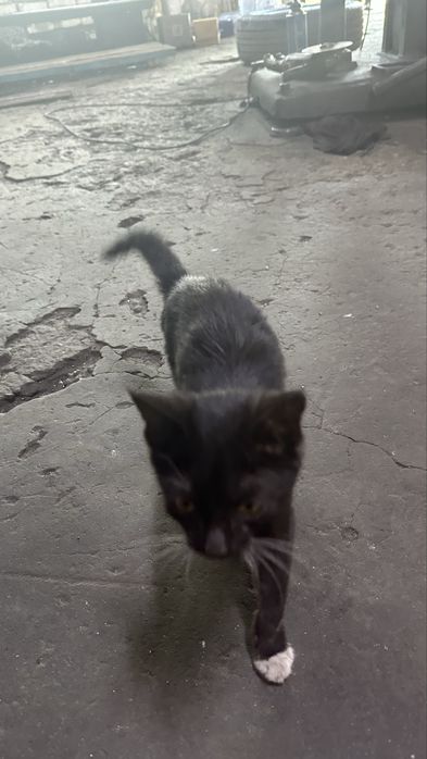 Котенок прибился на сто . Мальчик