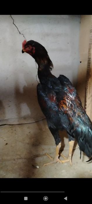 Kareya jojalar sotiladi