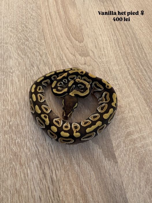 Pitoni regali puiuti