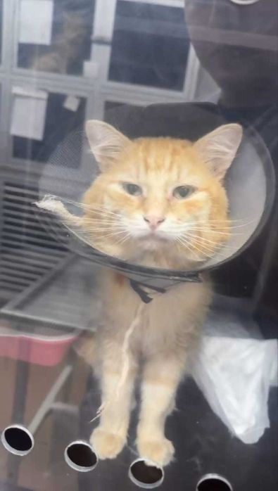 Рыжий кот ищет дом