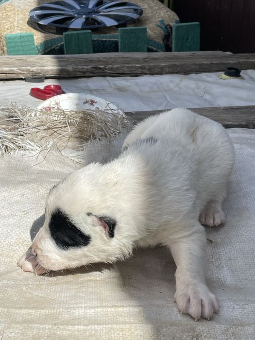 продам щенки алабая