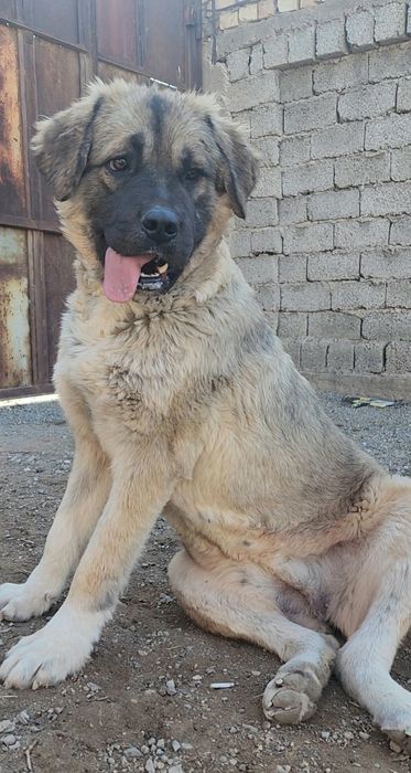 Багира возраст  1 год.