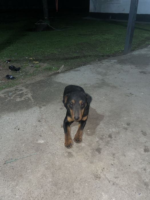 Немецкий ягтерьер