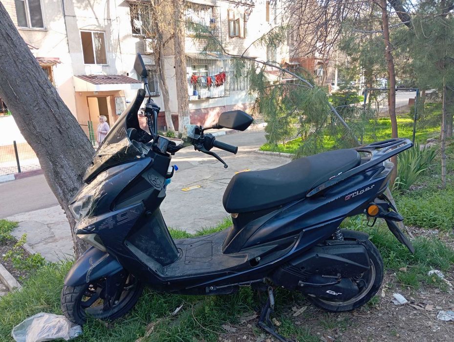 GST Tiger Yilli 2024