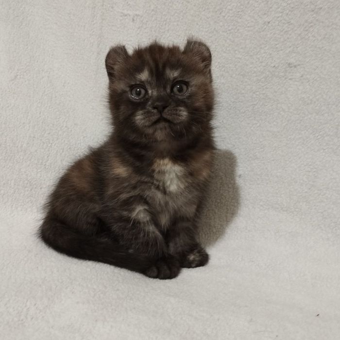 Готовятся к продаже котята породы кинколоу и рыжий мальчик керл