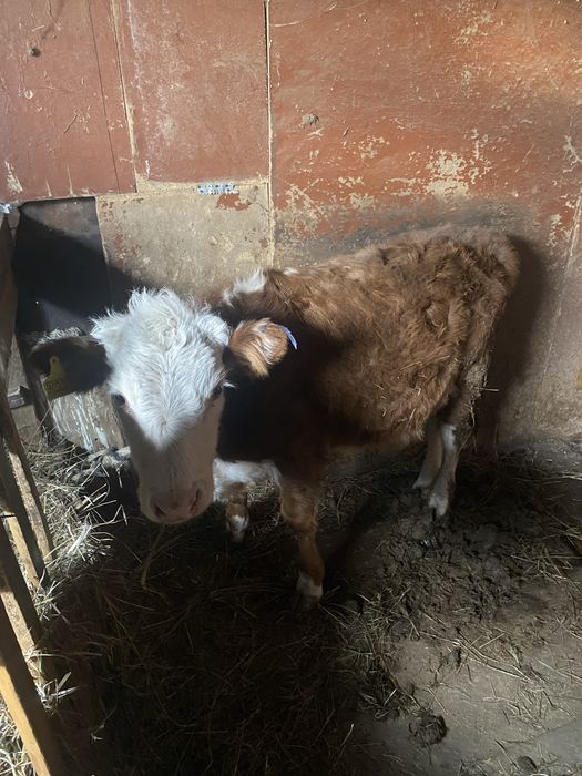 Бычок 7 месячный