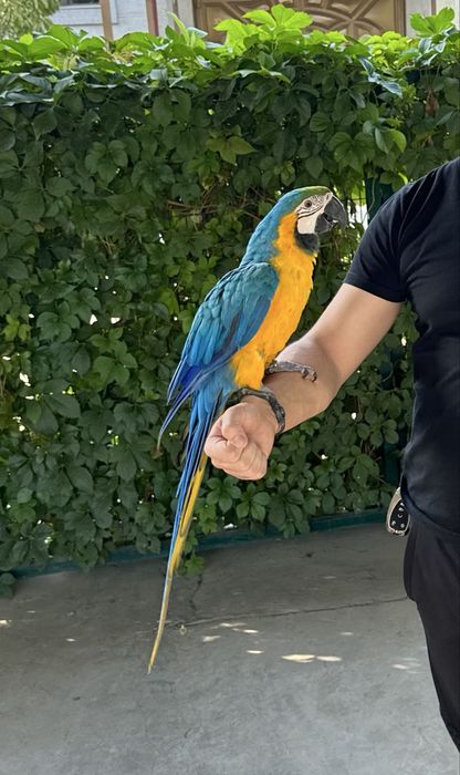 Ара синий-желтый сотилади