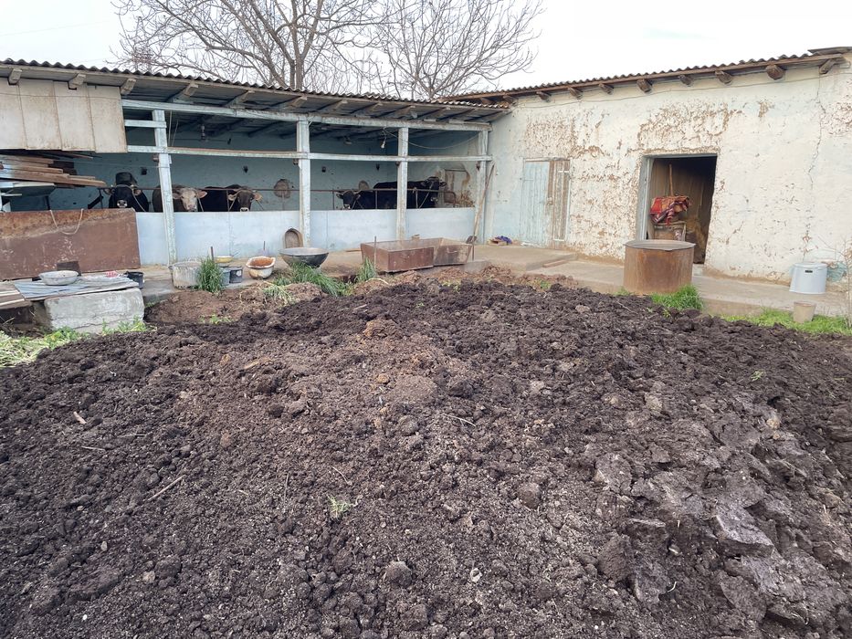 Bio gumis 1000 sum kilishiladi