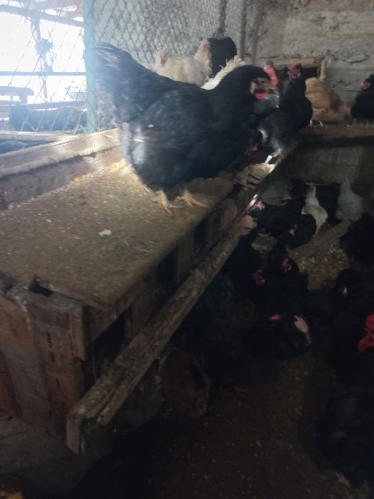 Домашный тауықтар