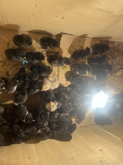 Балапандар 2 күнбік Шұбарсу аулында