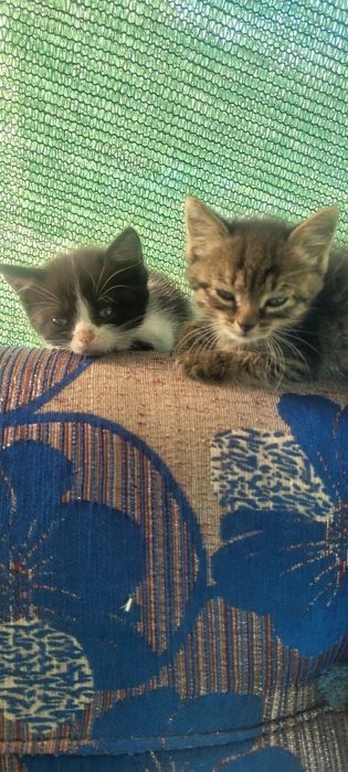 Котята  бесплатно