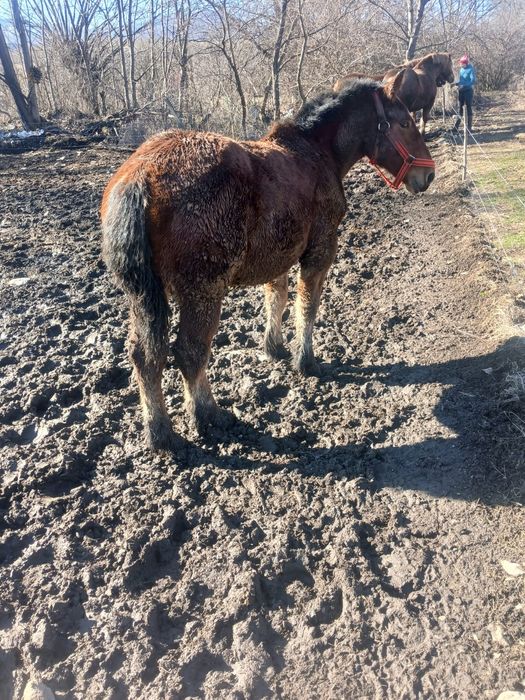 Vand  manza   din caii buni