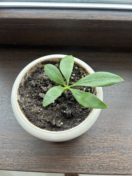 Продам шефлеру. 1200тг.