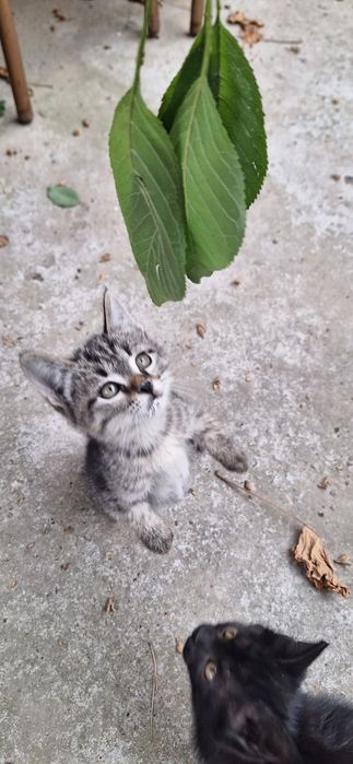 Котёнок в добрые руки мальчик 2 месяца