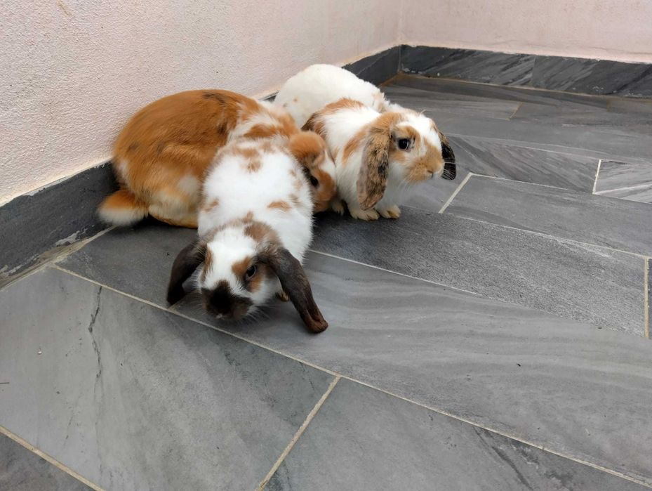 Vând Iepuri pitici rasa berbec