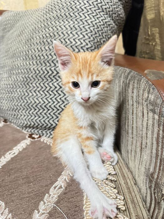 Котенок,мальчик,Алматы.
