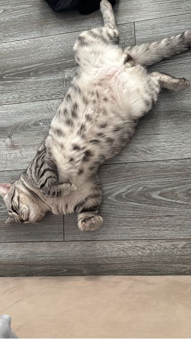 Отдам котика в добрые руки