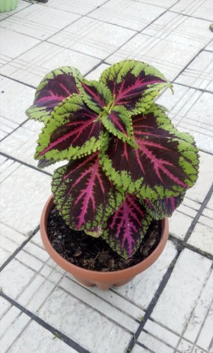 Продам отростки колеуса