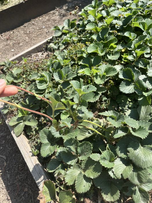 Клубника рассада