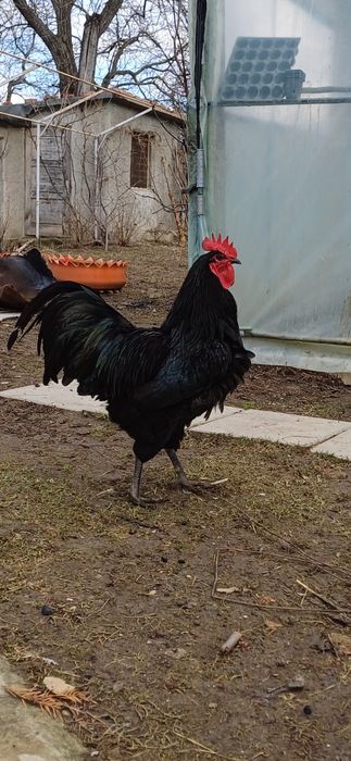 Vând cocoși din rasele Marans,Australorp și Araucana