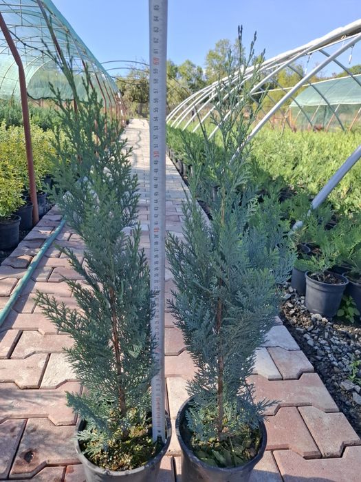Producator vand Chiparos Lawsoniana