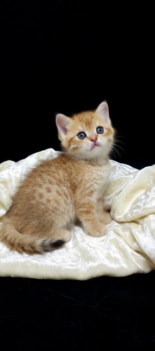 Котик БриТансКий зоЛоТой