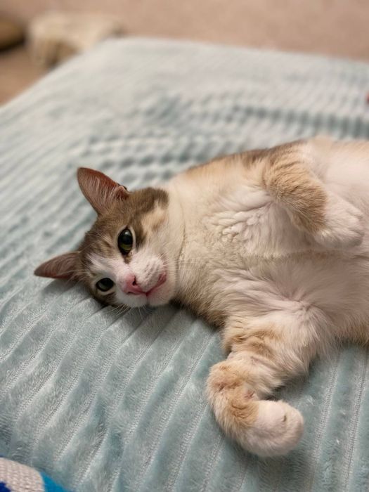 Отдам кота в добрые руки
