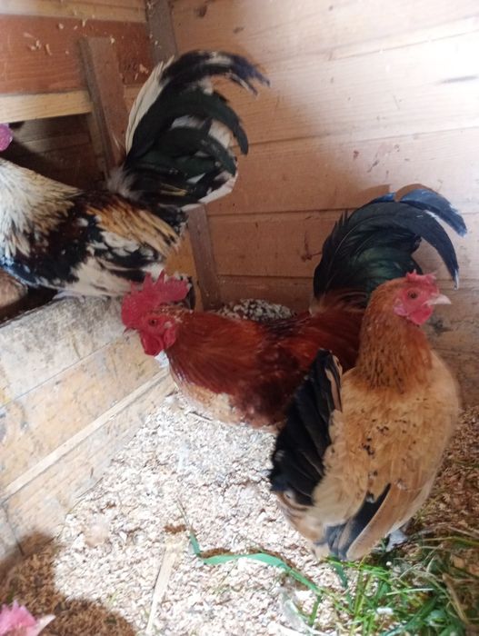 Vând ouă pt incubat de găini pitice