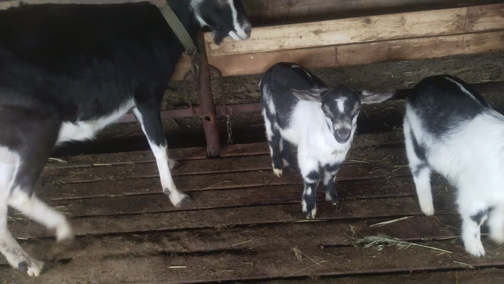 Продоётся козлята малчики Еркек лак сатылады