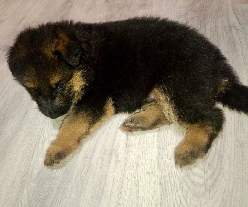 Щенки немецкой овчарки