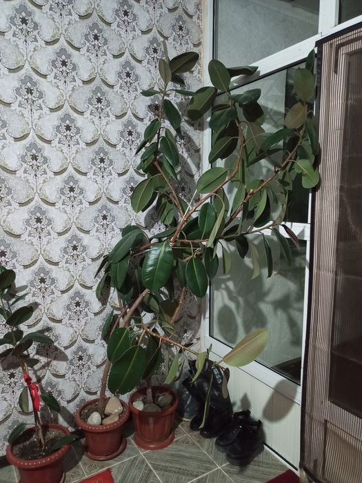 Фикус цветы для офиса и дома