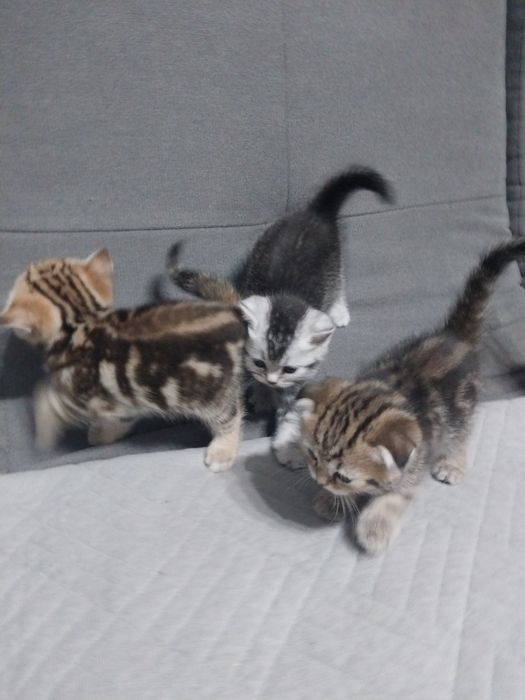 Шотланские котята.