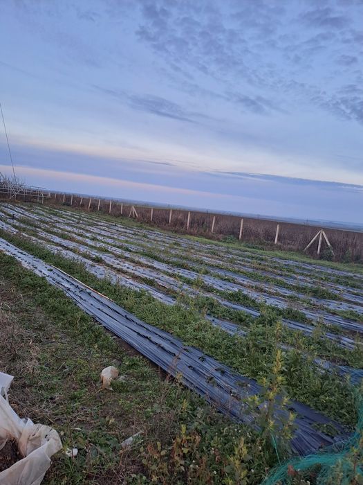 Livada cu pomi fructiferi