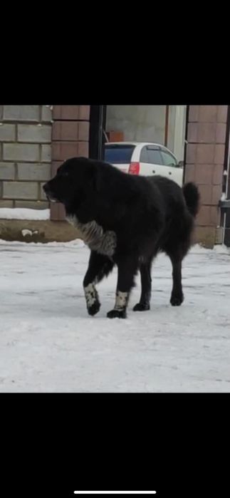 Қазақы төбет күшік