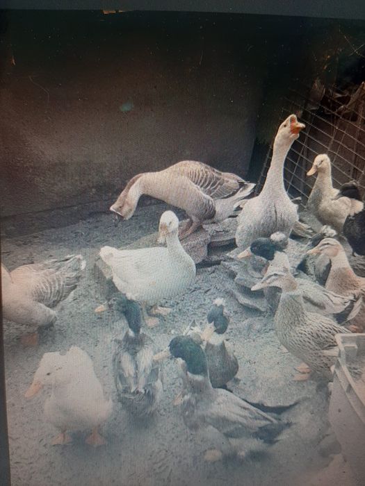 Pasari de curte da vanzare