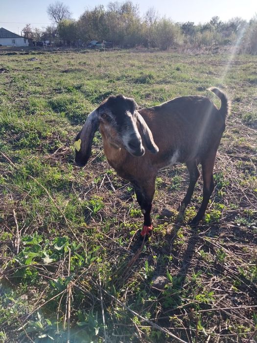 Коза англонубийская