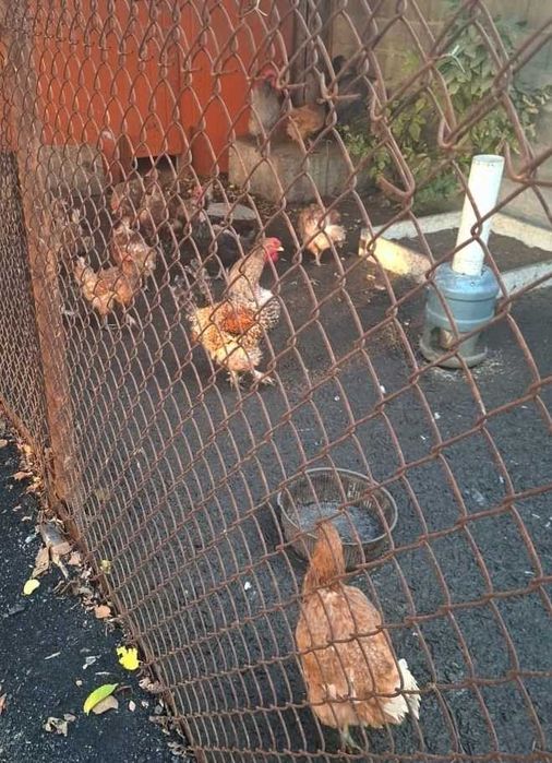 Продам домашних курей