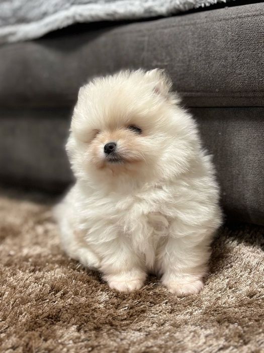 Pui pomeranianeni albi din parinti campioni