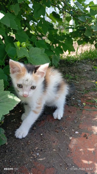Кошечка трехцветная